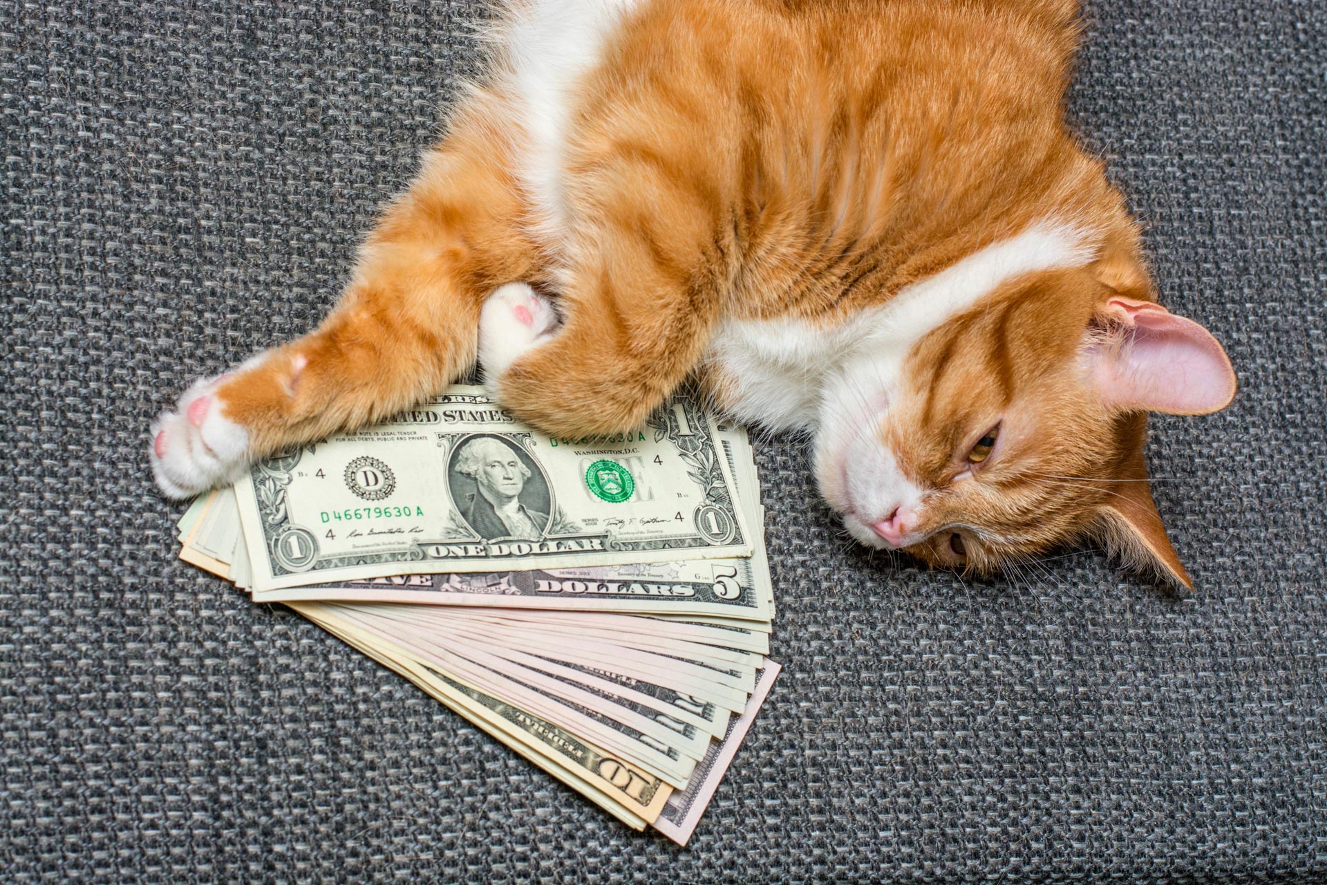 dont forget about these expenses associated with having a pet